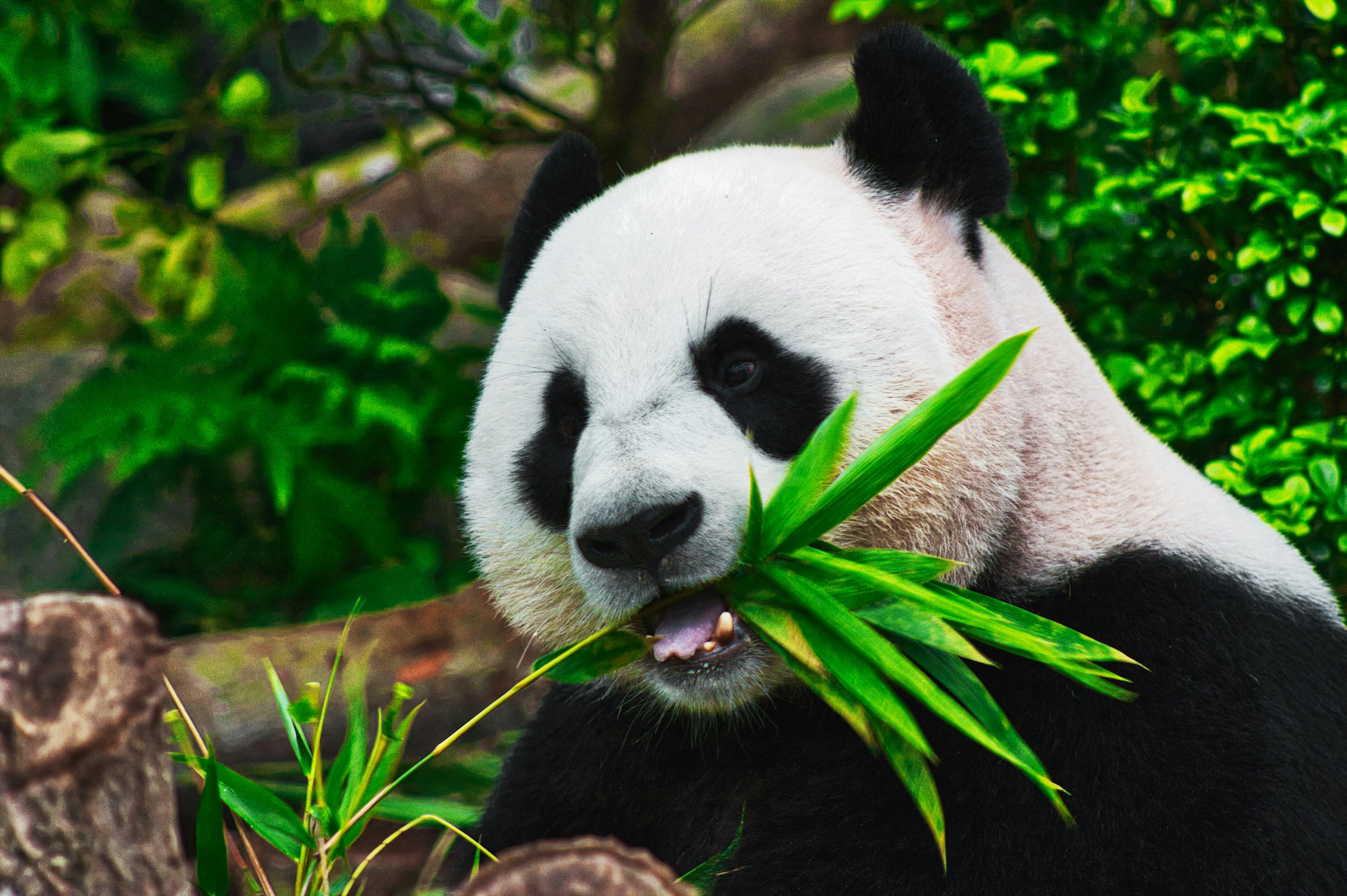 Chengdu Pandas